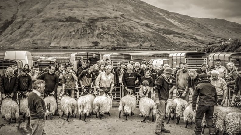 Leenane Sheep Show